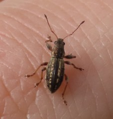 Polydrusus confluens