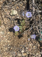 Phacelia douglasii