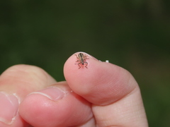 Polydrusus confluens