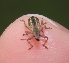 Polydrusus confluens