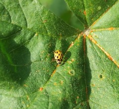 Propylea quatuordecimpunctata