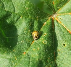 Propylea quatuordecimpunctata