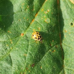 Propylea quatuordecimpunctata