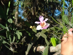 Papilionanthe