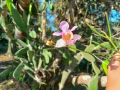 Papilionanthe