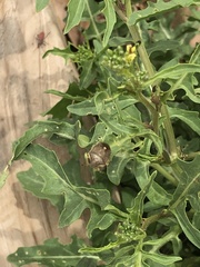 Holcostethus limbolarius