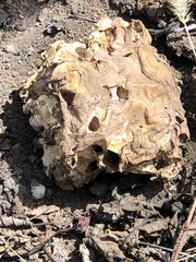 Daleomyces phillipsii