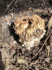 Daleomyces phillipsii