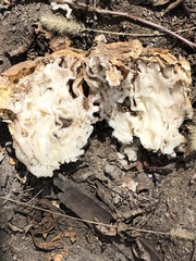 Daleomyces phillipsii