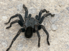 Thrixopelma
