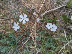 Linanthus dichotomus