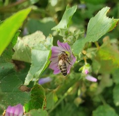 Apis mellifera