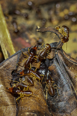 Macrotermes carbonarius