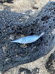 Macroramphosus scolopax