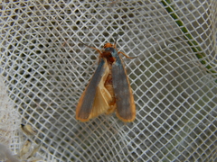 Sozusa scutellata