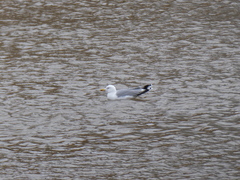 Larus argentatus