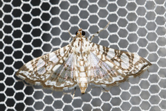 Nausinoe gueyraudi
