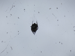 Caerostris corticosa