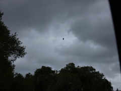 Caerostris corticosa