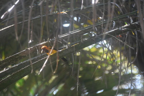 Orange-crowned Oriole (Icterus auricapillus), photo 4