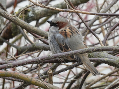 Passer domesticus