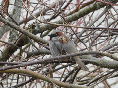 Passer domesticus
