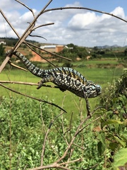 Furcifer lateralis