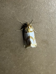Argentostiria koebelei