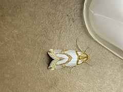 Argentostiria koebelei