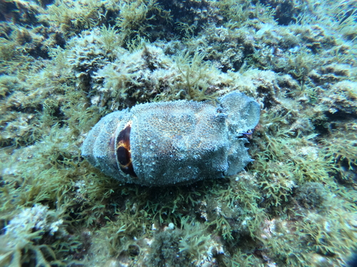 Kuka (Scyllarides latus)