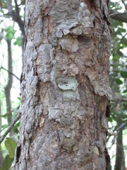 Nothofagus glauca