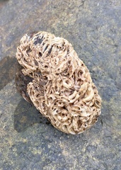 Spirobranchus triqueter