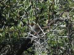 Cisticola fulvicapilla fulvicapilla