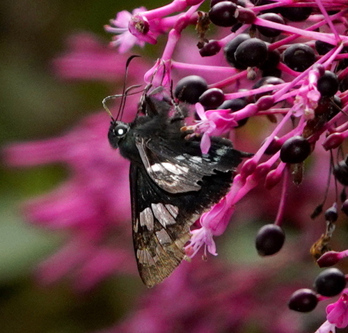Many-spotted Ridens