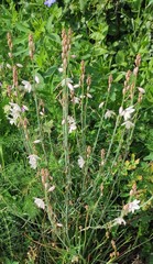 Asphodelus fistulosus