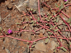 Sesuvium portulacastrum image