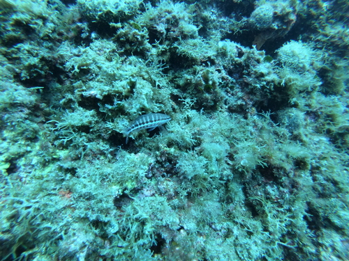 Kanjac (Serranus cabrilla)