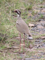 Rhinoptilus chalcopterus