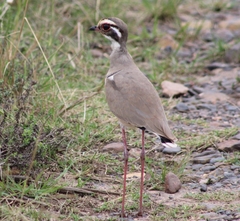 Rhinoptilus chalcopterus