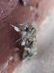 Spodoptera