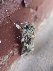 Spodoptera