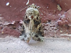 Spodoptera