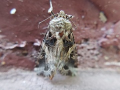 Spodoptera
