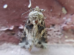 Spodoptera