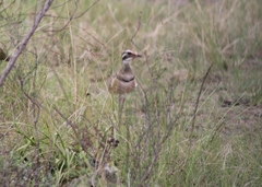Rhinoptilus chalcopterus