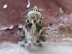 Spodoptera