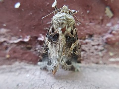 Spodoptera
