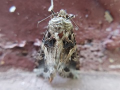 Spodoptera