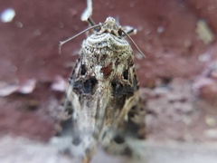 Spodoptera