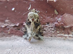 Spodoptera